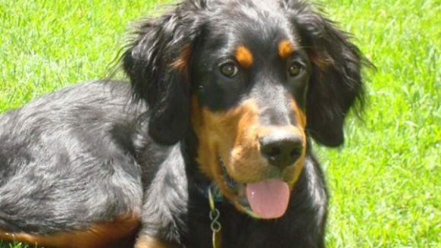 Bjesnoća - što treba znati?