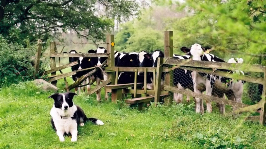 Ministarstvo poljoprivrede ne uvodi porez na pse