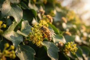 Paša bršljana važna za prezimljavanje pčela