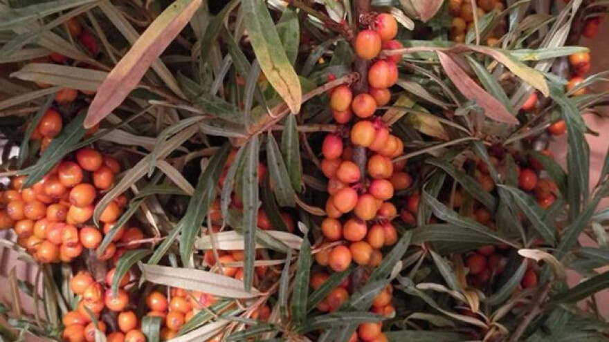 Pasji trn - bobice bogate vitaminima i mineralima