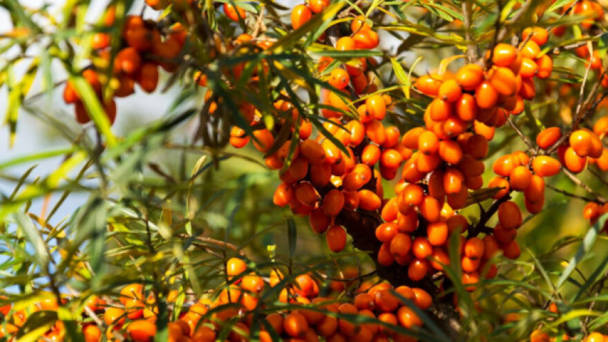 Pasji trn - cijenjeni lijek i dekorativan grm