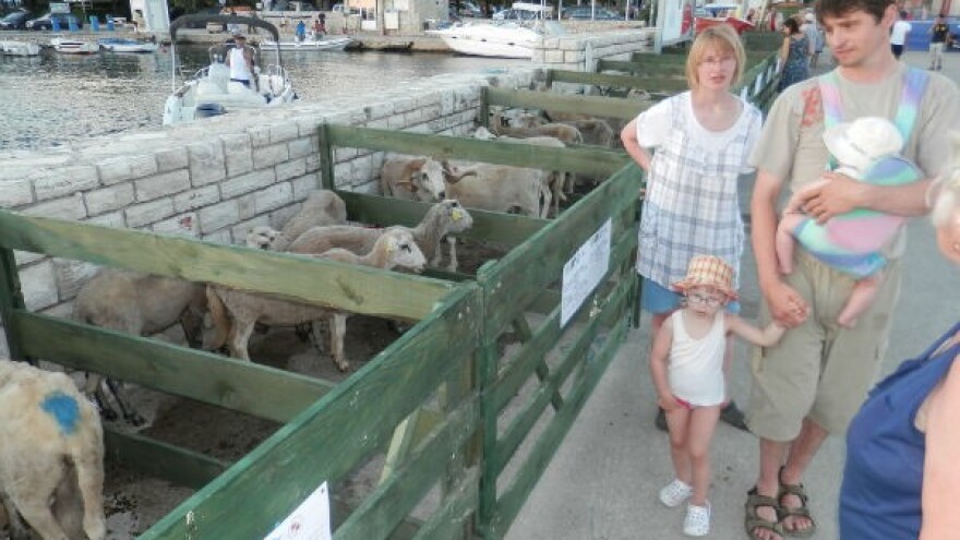 Izložba paške ovce u Novalji!