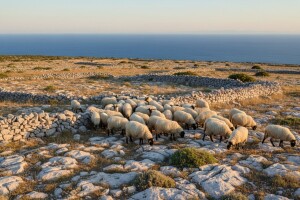 Paška ovca zaradi do 4 tisuće kuna godišnje!