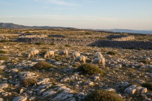 Paška ovca zlata je vrijedna