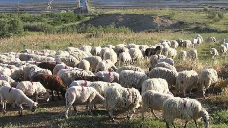 Paška ovca zlata je vrijedna