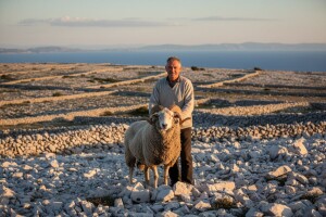 Paške ovce i sir osvajaju kvalitetom i tradicijom