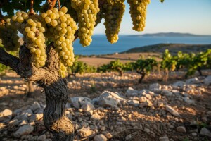 Paško vino hvalio je i car Franjo