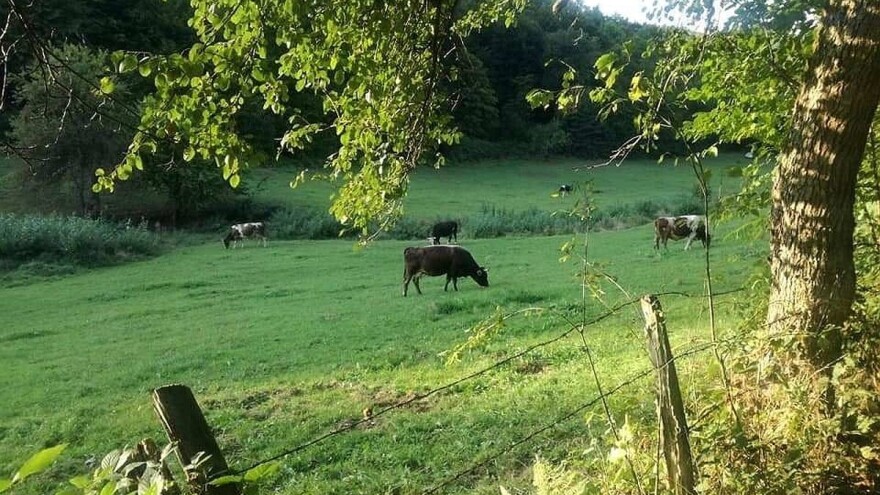 Raspisan poziv za zakup pašnjaka, za ispašu goveda, konja, ovaca, koza i pčela