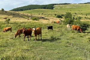 Dablinska deklaracija: 1.000 naučnika širom sveta zalaže se za održivo stočarstvo