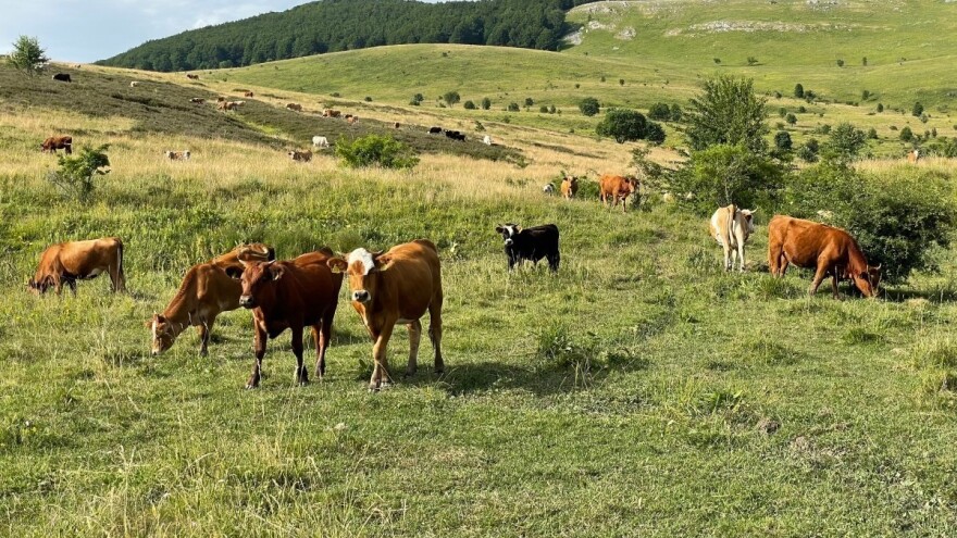 Dablinska deklaracija: 1.000 naučnika širom sveta zalaže se za održivo stočarstvo
