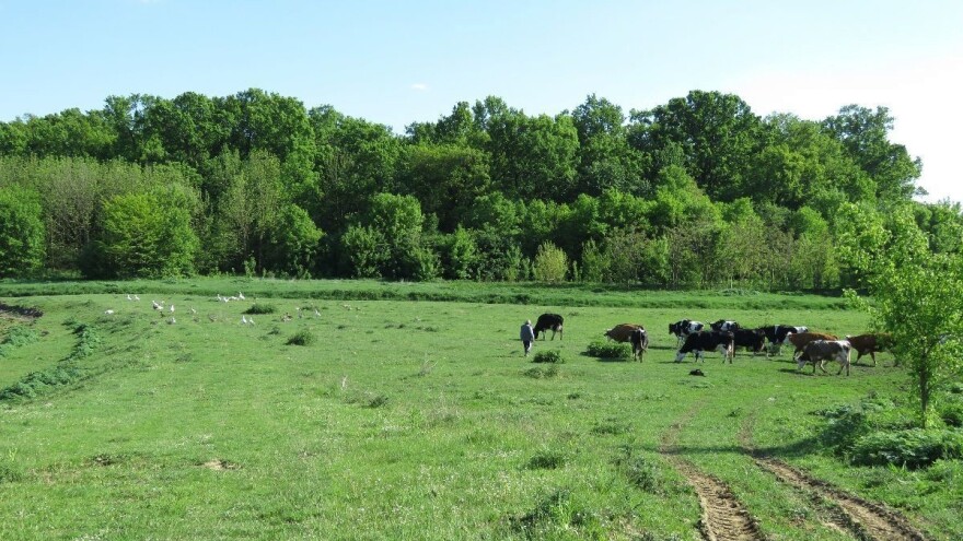 Slavonski pašnjaci - zaboravljena blaga, u sela se vraća utvaj