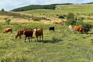 Tko su TOP 10 najvećih posjednika krških pašnjaka u sustavu potpora?