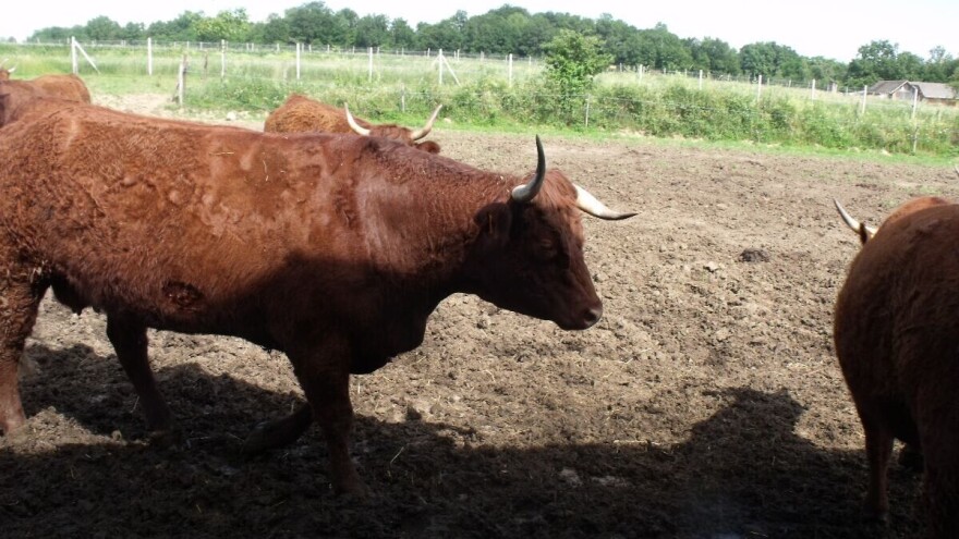 Pregoni na pašnjacima su velika prednost za životinje i biljke, a povećavaju i dobit