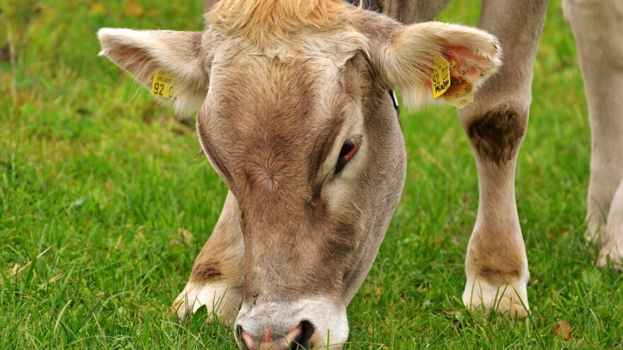 Koje su neprihvatljivosti za plaćanje kod krških i kontinentalnih pašnjaka i nesukladnosti u kontroli stoke?