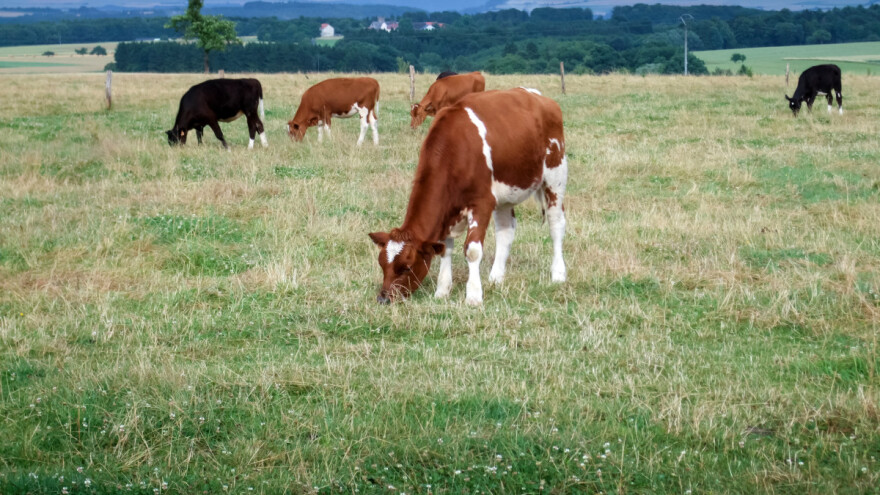 Dokazano: Meso goveda iz pašnjačkog uzgoja ima više zdravih omega-3 masnih kiselina