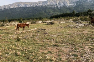 Poljoprivrednim zemljištem i pašnjacima neka upravljaju općine i gradovi?