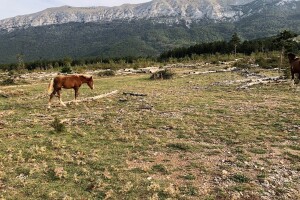 Poljoprivrednim zemljištem i pašnjacima neka upravljaju općine i gradovi?