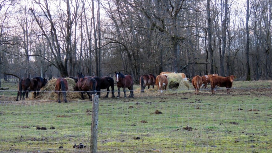 Zbog posljedica zaraze stoke bedrenicom uzgajivačima pomoć od dva milijuna kuna