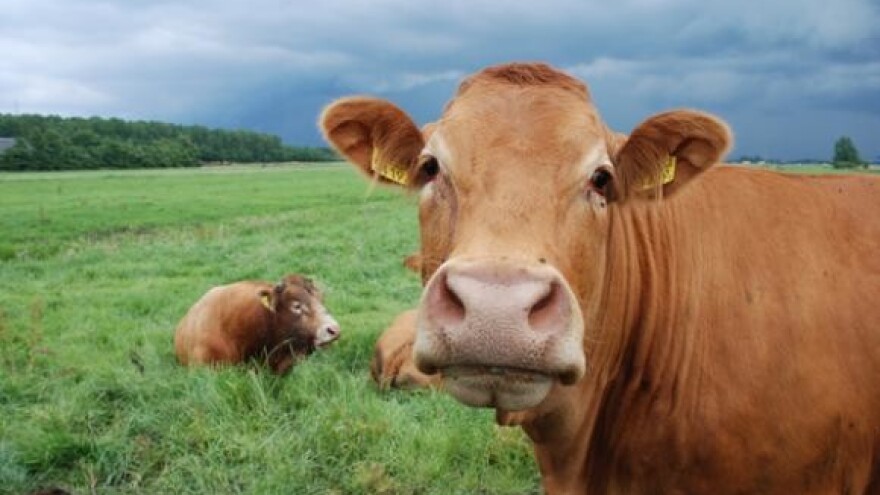 Pankretić s 40 milijuna pomaže strane mljekare