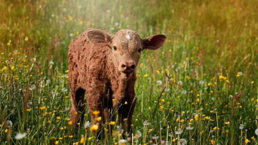 Kako povećati produktivnost pašnjaka ljeti?