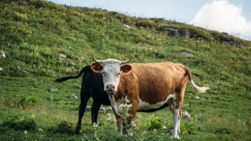 Europska komisija kaže da za dobivanje poticaja za pašnjak ne trebaju krave?