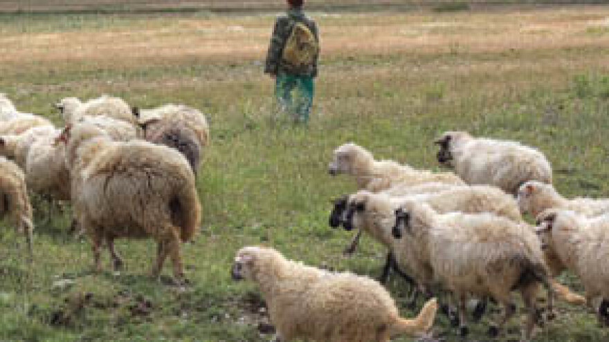 Nećemo više uvoziti pastire i samaraše