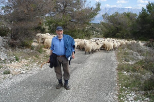 Zlatna karta za korčulansko ulje i pašku janjetinu