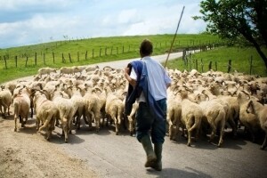 U Makedoniji fali pastira, plaće do 500 eura
