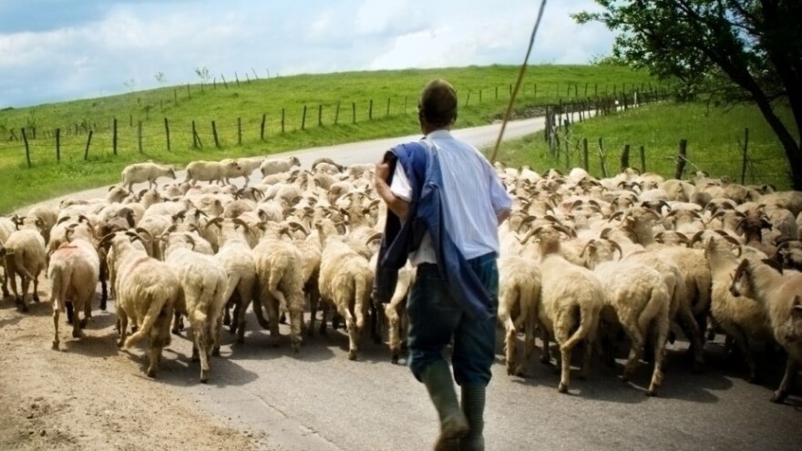 U Makedoniji fali pastira, plaće do 500 eura
