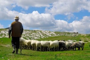 Potpore za održavanje krških pašnjaka!