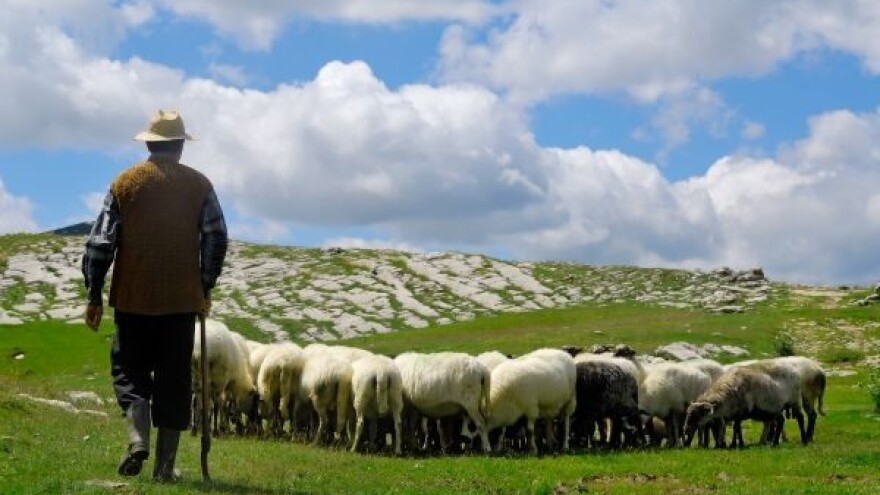 Potpore za održavanje krških pašnjaka!