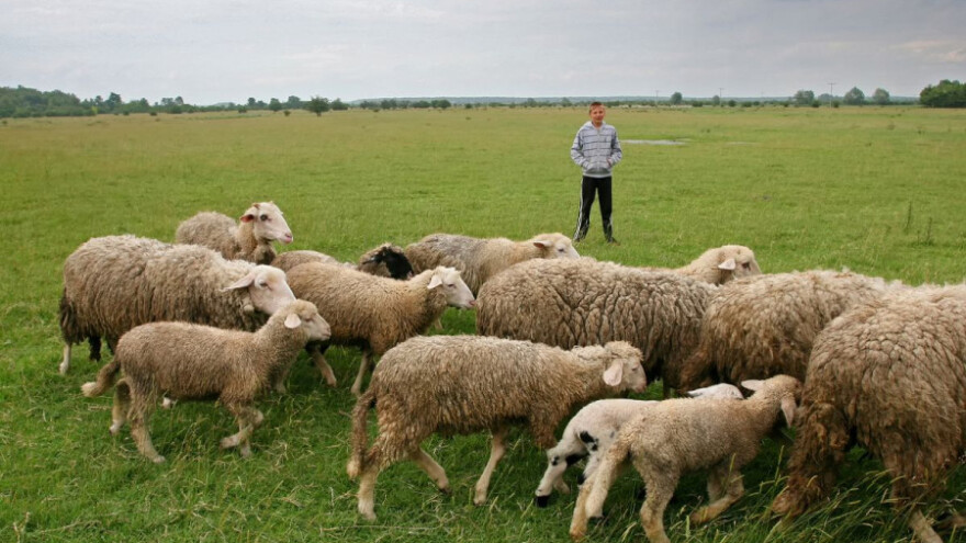 Presudili pastiru i ovcama kaznom od 18.000 kn