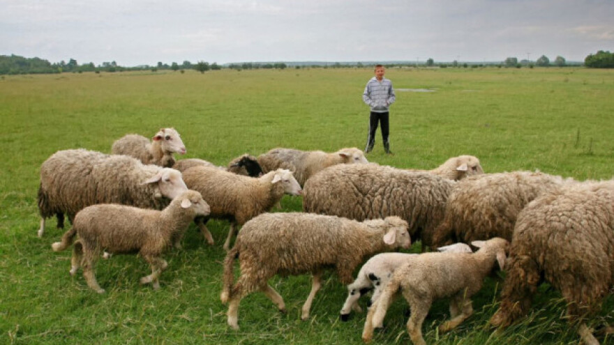 Presudili pastiru i ovcama kaznom od 4.674 KM