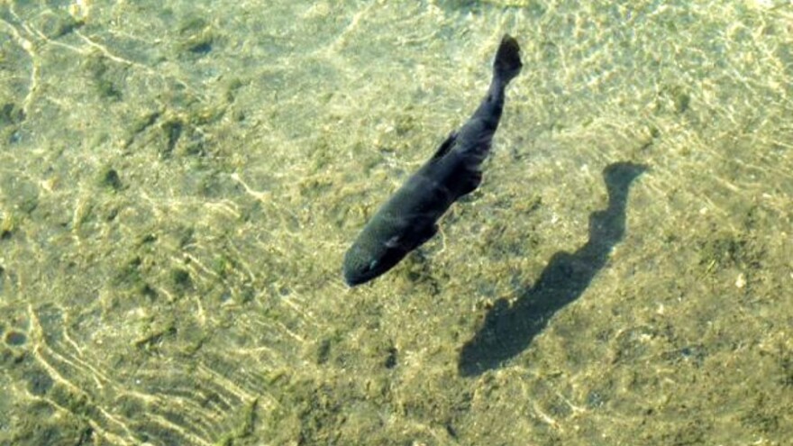 Pastrmka iz Jezera na najskupljim svjetskim tržištima