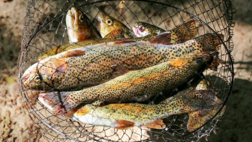 Utvrđuje se stanje riba u Buni, s posebnim naglaskom na mekousnu pastrmku