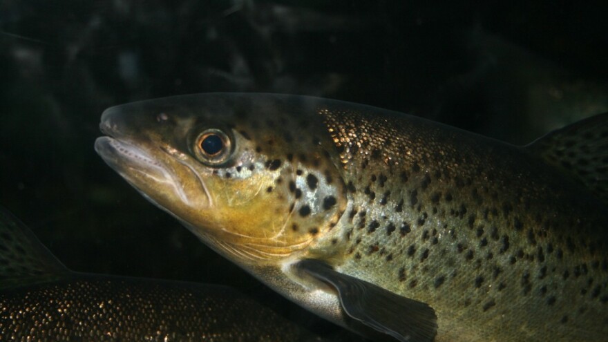 Proizveli smo 3.761, a mogli smo 13.000 tona ribe i izvesti je u EU