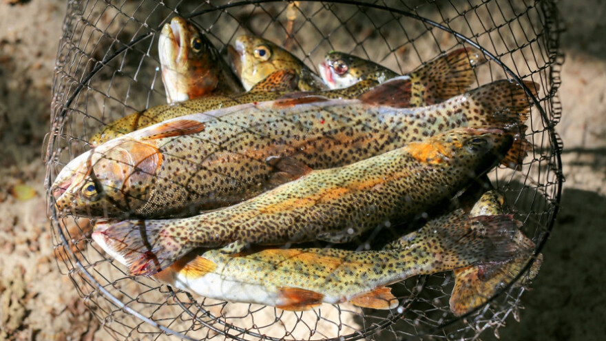 Mekousna pastrmka kao brend BiH ribarstva