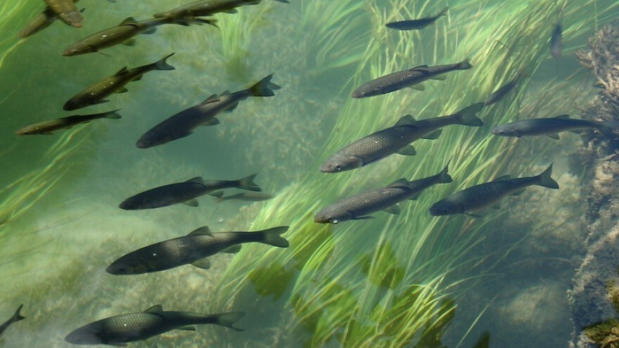 58.000 mlađi pastrmke pušteno u Lašvu i Ćehotinu