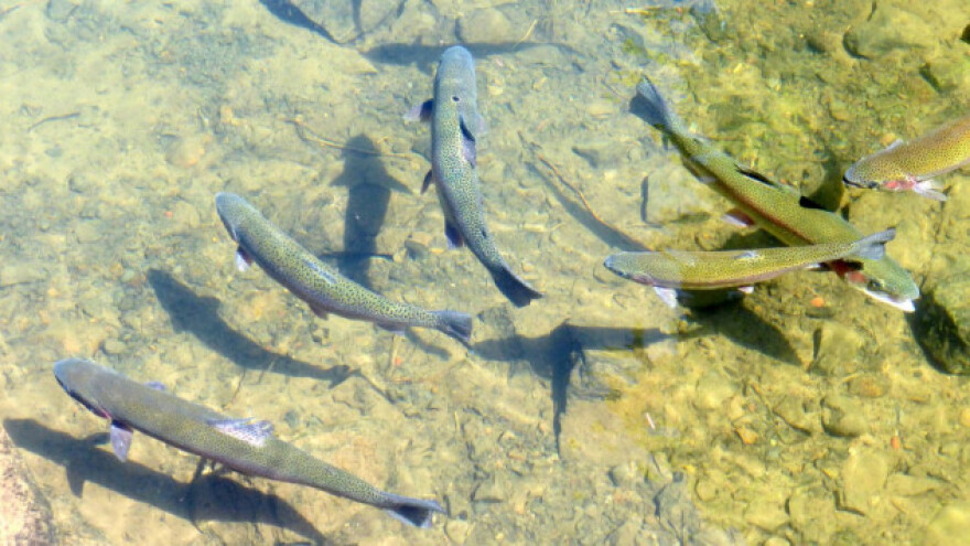 Pastrmke im pobegle u more - šteta za eko sistem