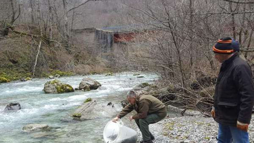 Pastrmkom poribljavaju Sutjesku, Hrčavku i Jabučnicu