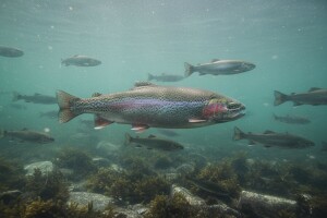 Pastrve im pobjegle u more - velika šteta za eko sustav