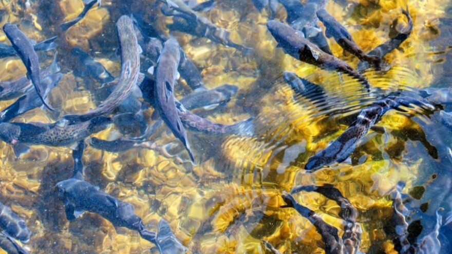 Pastrmke "istjerale" šarana iz uzgoja