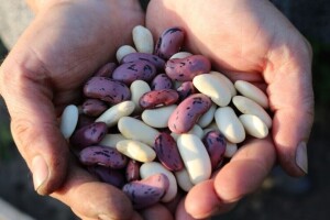 Može li biofortifikacija riješiti problem pothranjenosti ljudi?