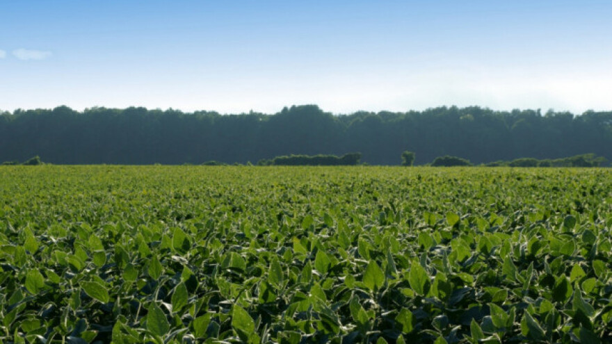 Spriječite virus običnog mozaika pasulja