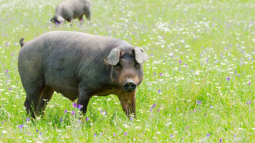 Pata negra ili kako Španija štiti svoju crnu iberijsku svinju