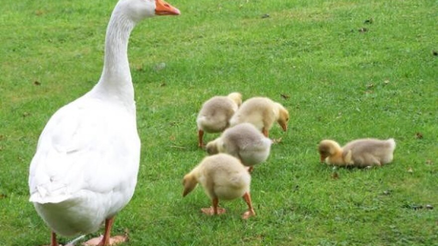 Hrvatski zavod za poljoprivrednu savjetodavnu službu