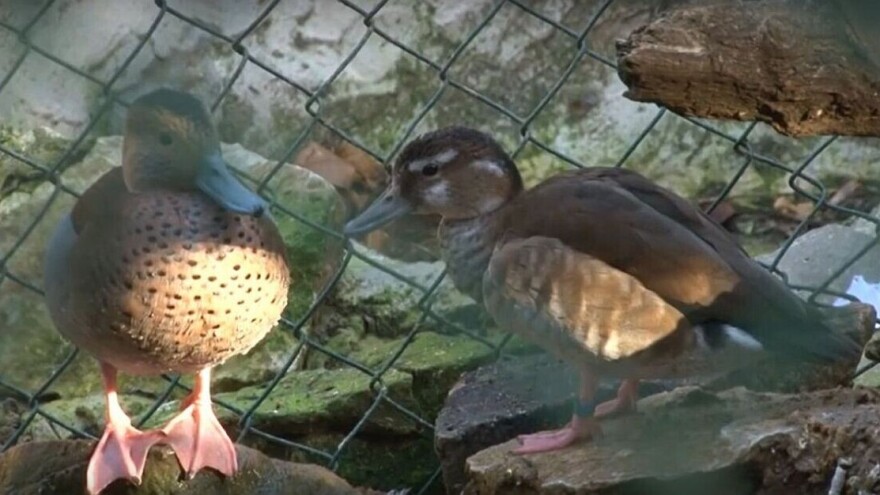 Svet ptica Aleksandra Simića