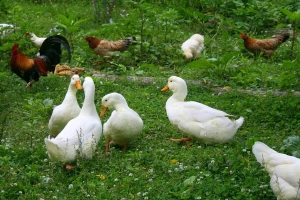 Uzgoj pataka jednostavan je i ima višestruke koristi