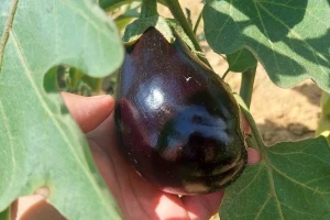 Proizvodnja i zaštita plavog patlidžana uz domaće preparate - kako?