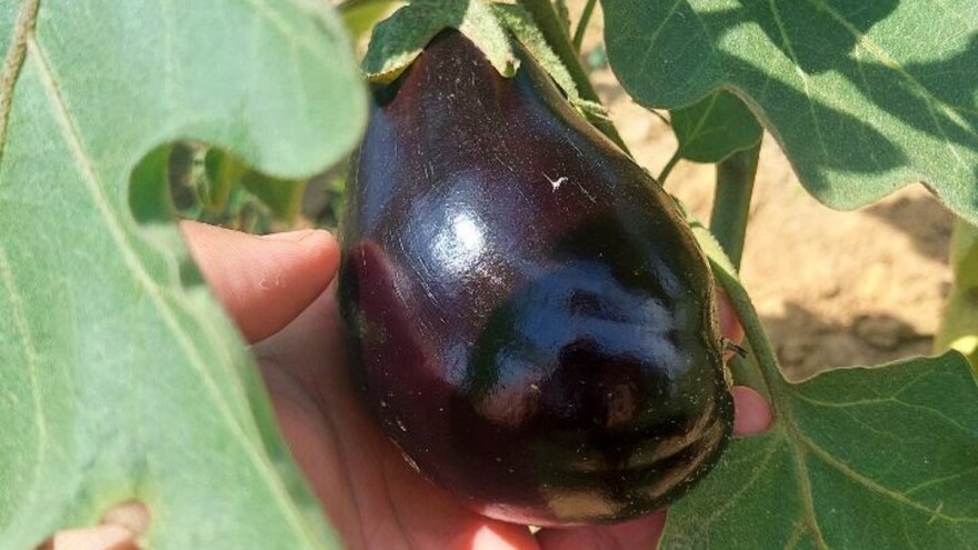 Kako uzgojiti i zaštititi patlidžan - uz domaće pripravke?